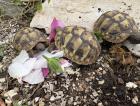Griechische Landschildkröten mit Papieren NZ 2024 aus ganzjähriger Freilandhaltung